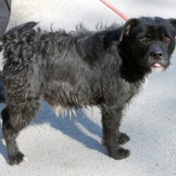 Bendegúz (Beni) +++katzenfreundlich+++