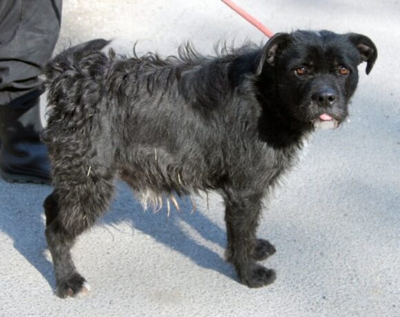 Bendegúz (Beni) +++katzenfreundlich+++