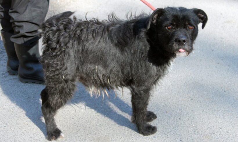 Bendegúz (Beni) +++katzenfreundlich+++