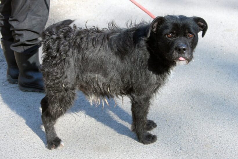 Bendegúz (Beni) +++katzenfreundlich+++