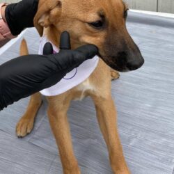 Szivi (Gittas Welpe)