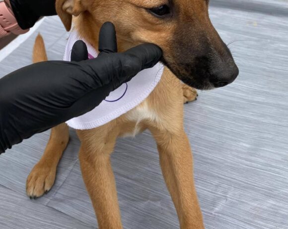 Szivi (Gittas Welpe)