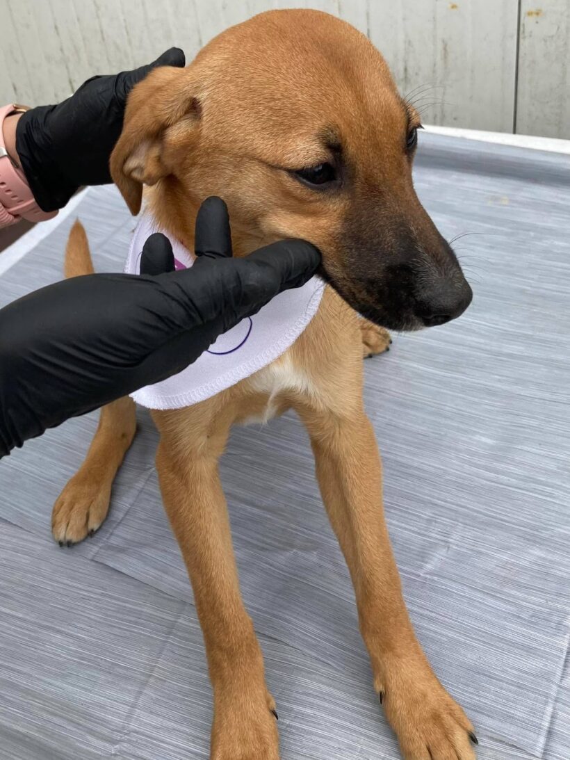 Szivi (Gittas Welpe)