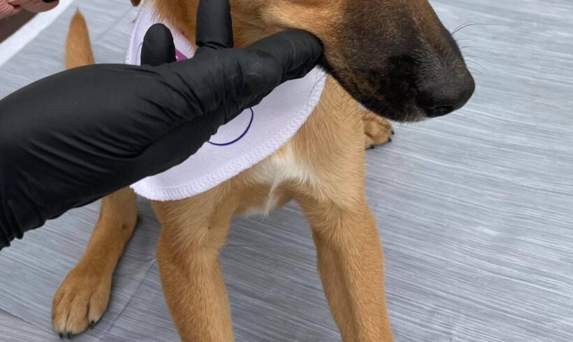 Szivi (Gittas Welpe)  ♥ vermittelt an Nothilfe für Hunde in Österreich ♥