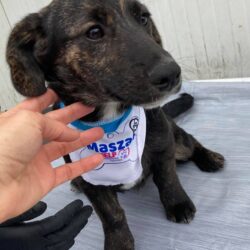 Mazat (Gittas Welpe)