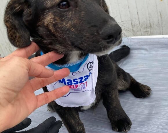 Mazat (Gittas Welpe)