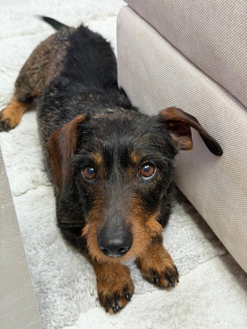 Szölö 3 sucht leider ein neues Zuhause :-( Aktuell in: 44797 Bochum +++vermittelt+++ Szölö 3 sucht leider ein neues Zuhause :-( Aktuell in: 44797 Bochum +++vermittelt+++