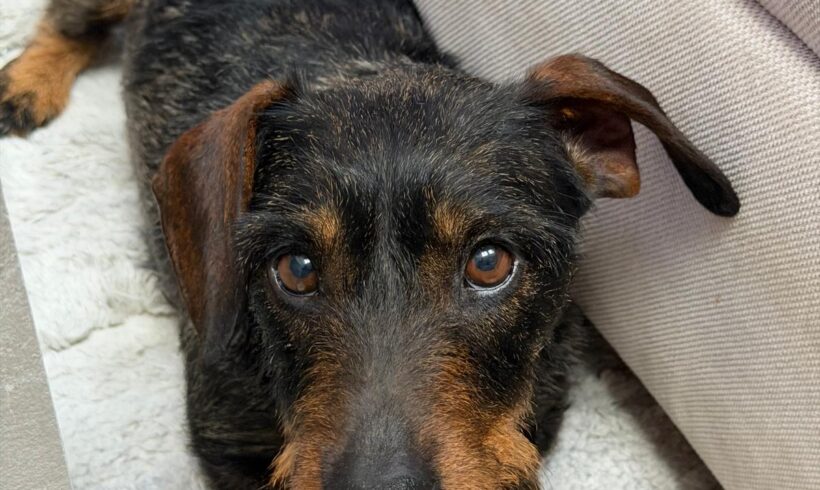 Szölö 3 sucht leider ein neues Zuhause :-( Aktuell in: 44797 Bochum