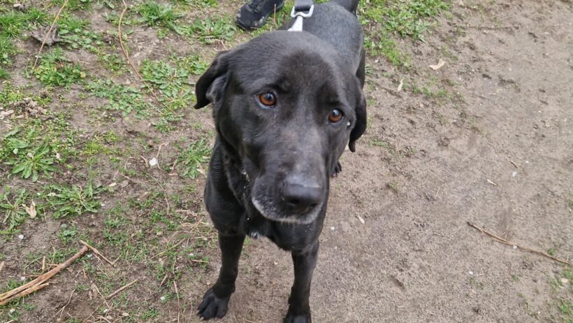 Vacak 2 ♥ vermittelt an Nothilfe für Hunde in Österreich ♥