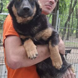 Solyom  ♥ zieht am 06.06. auf Pflegestelle in 26209 Hatten ♥