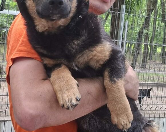 Solyom  ♥ zieht am 06.06. auf Pflegestelle in 26209 Hatten ♥