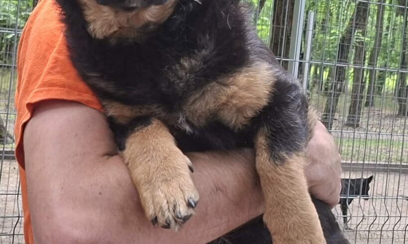 Solyom  ♥ zieht am 06.06. auf Pflegestelle in 26209 Hatten ♥