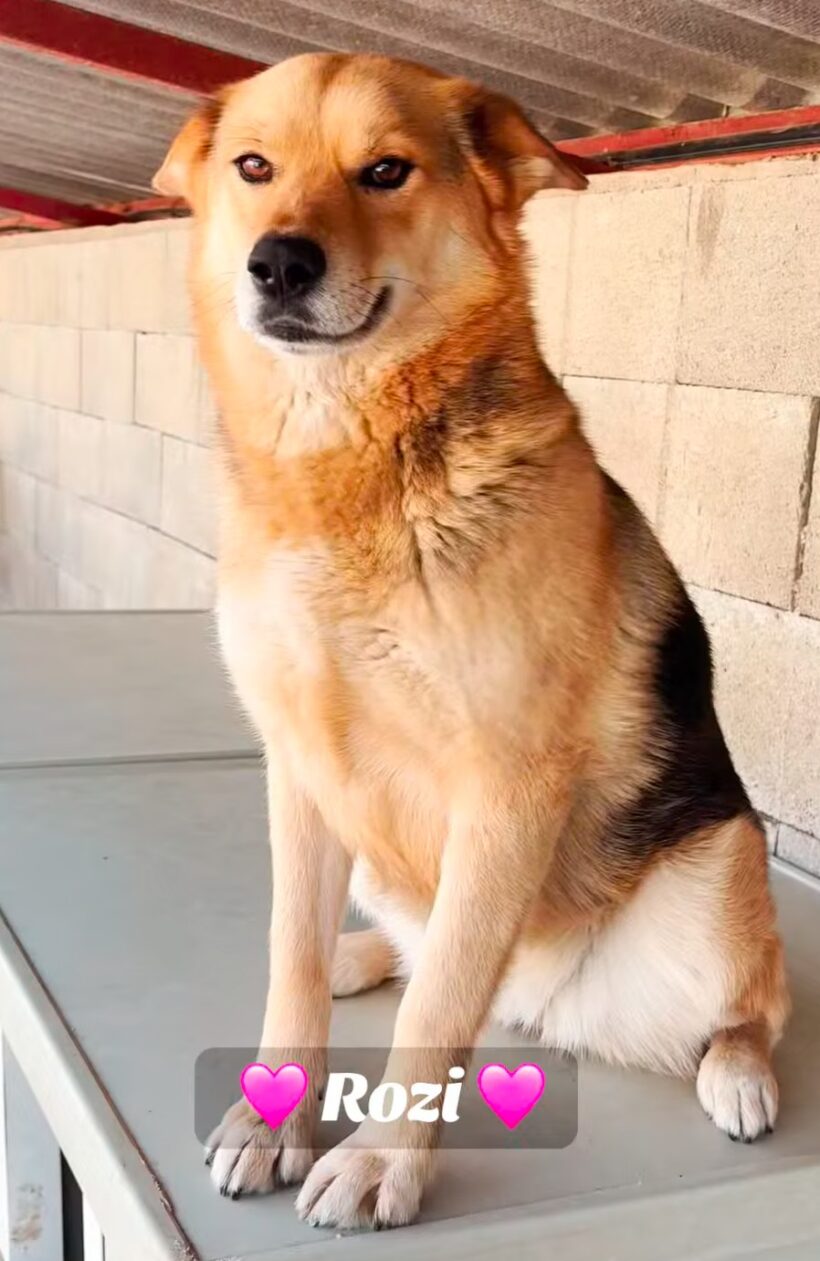 Rozi 6 Rozi 6