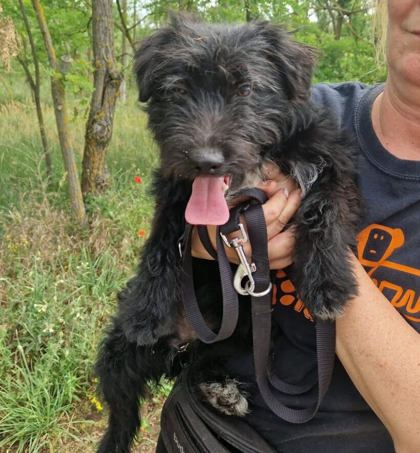 Kendra 2  ♥ vermittelt an Nothilfe für Hunde in Österreich ♥