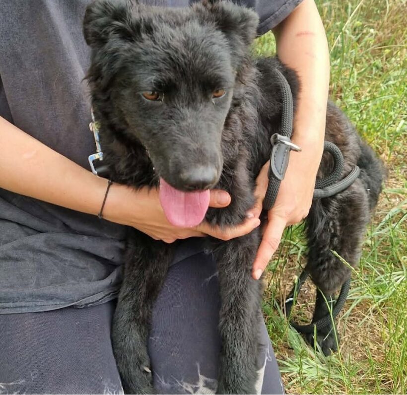 Keri 2  ♥ vermittelt an Nothilfe für Hunde in Österreich ♥