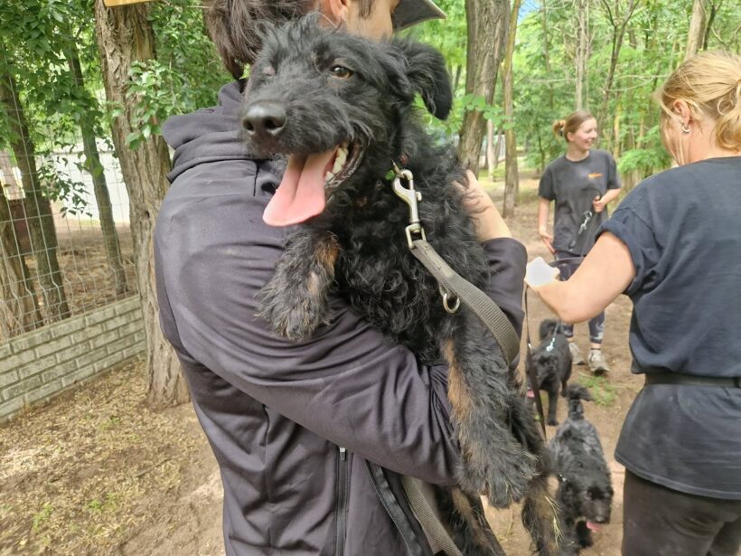 Kobak  ♥ vermittelt an Nothilfe für Hunde in Österreich ♥