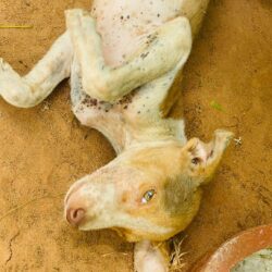 ❤️🐾 Gemeinsam für die Tiere in Sri Lanka 🐾❤️