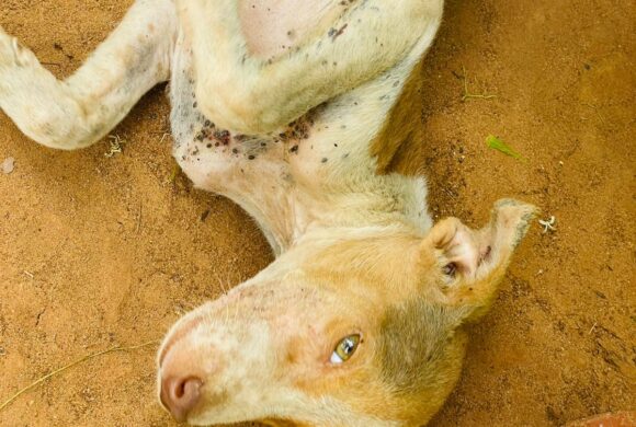 ❤️🐾 Gemeinsam für die Tiere in Sri Lanka 🐾❤️ Grosse Kastrationsaktion vom 19.6.-23.6.2026