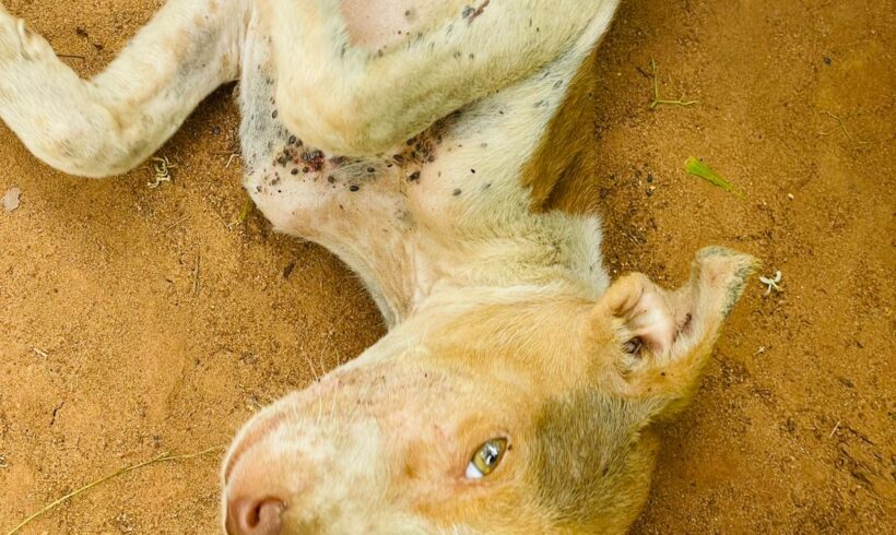 ❤️🐾 Gemeinsam für die Tiere in Sri Lanka 🐾❤️ Grosse Kastrationsaktion vom 19.6.-23.6.2026 in Katagarama – Sri Lanka