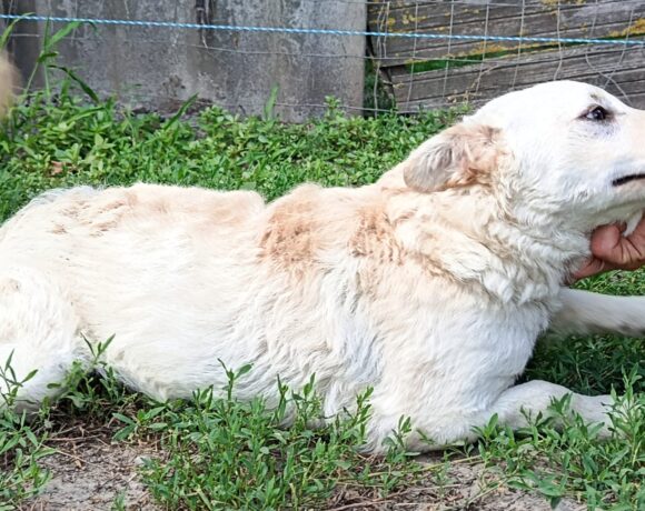 Pista +++sucht ein Zuhause im Tierheim 35683 Dillenburg ab dem 5.9.+++Transportpate gesucht!