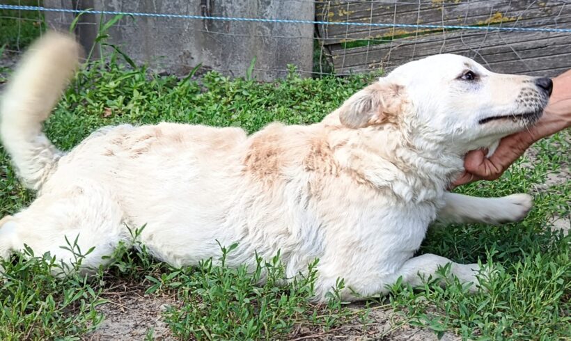 Pista +++sucht ein Zuhause im Tierheim 35683 Dillenburg ab dem 5.9.+++Transportpate gesucht!