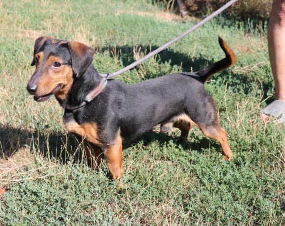 Gyula 3 +++sucht ein Zuhause im Tierheim 35683 Dillenburg ab dem 5.9.+++Transportpate gesucht!