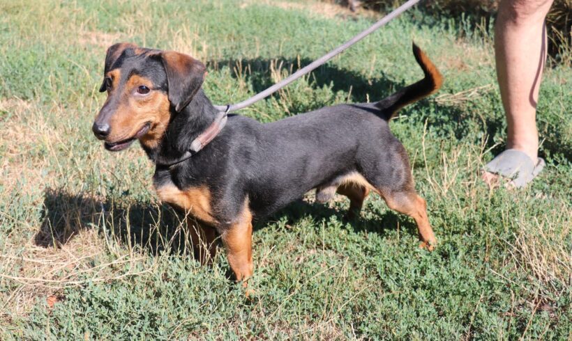 Gyula 3 +++sucht ein Zuhause im Tierheim 35683 Dillenburg ab dem 5.9.+++Transportpate gesucht!