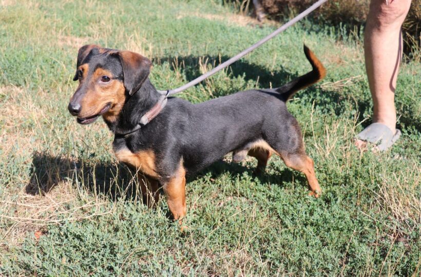 Gyula 3 +++sucht ein Zuhause im Tierheim 35683 Dillenburg ab dem 5.9.+++Transportpate gesucht!