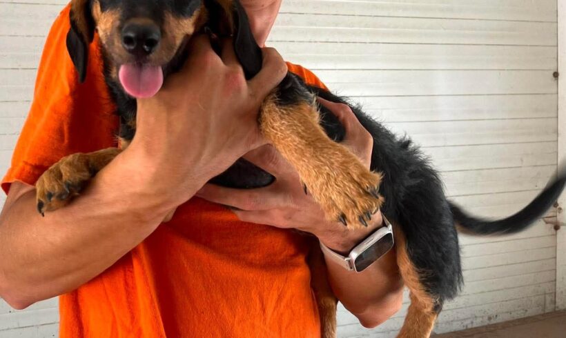 Malyva ♥ vermittelt an Nothilfe für Hunde in Österreich ♥