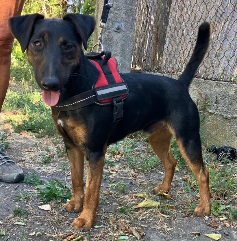 Viktor 5 – Notfall- er wird so ohne seine Vilma leiden und sollte gleichzeitig ausreisen, auch auf Pflegestelle ♥ vermittelt ♥ Viktor 5 – Notfall- er wird so ohne seine Vilma leiden und sollte gleichzeitig ausreisen, auch auf Pflegestelle ♥ vermittelt ♥
