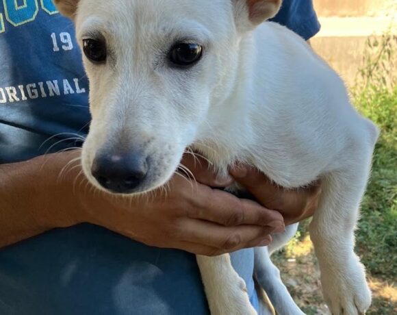 Tünde ♥vermittelt an Nothilfe für Hunde in Österreich