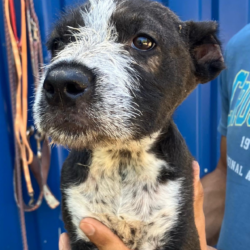 Wir feiern die Hunde – doch behandeln wir sie auch so?