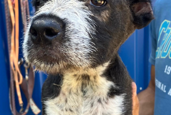 Wir feiern die Hunde – doch behandeln wir sie auch so?