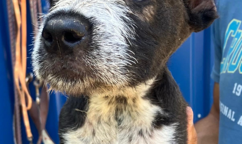 Wir feiern die Hunde – doch behandeln wir sie auch so?