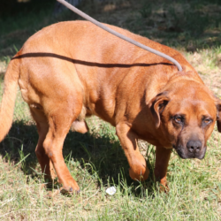 BRUNO 12 sucht Gnadenplatz – er ist ein richtiger Notfall in der Tötung!