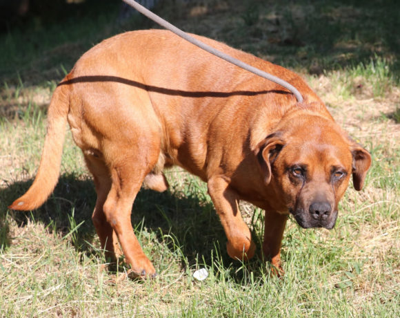 BRUNO 12 sucht Gnadenplatz – er ist ein richtiger Notfall in der Tötung!