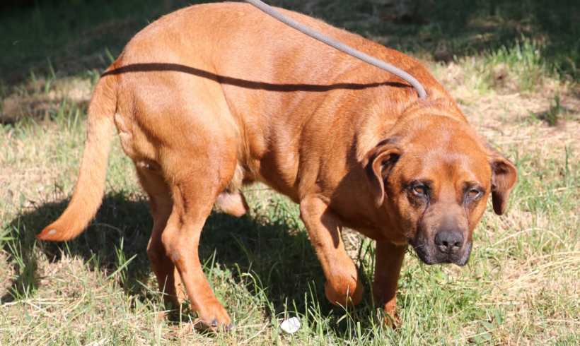 BRUNO 12 sucht Gnadenplatz – er ist ein richtiger Notfall in der Tötung!