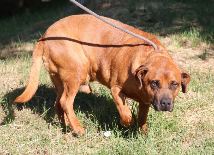 BRUNO 12 sucht Gnadenplatz – er ist ein richtiger Notfall in der Tötung! BRUNO 12 sucht Gnadenplatz – er ist ein richtiger Notfall in der Tötung!