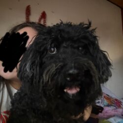 Döncsi verlor sein Frauchen schon zum 2. Mal – er sucht jetzt mit 11. Jahren wieder ein Zuhause – aktuell ist er in 67574 Osthofen !!!