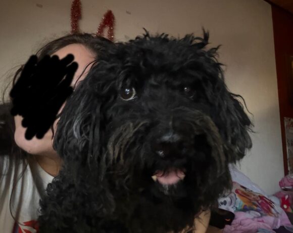 Döncsi verlor sein Frauchen schon zum 2. Mal – er sucht jetzt mit 11. Jahren wieder ein Zuhause – aktuell ist er in 67574 Osthofen !!!