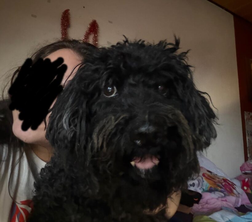Döncsi verlor sein Frauchen schon zum 2. Mal – er sucht jetzt mit 11. Jahren wieder ein Zuhause – aktuell ist er in 67574 Osthofen !!! Döncsi verlor sein Frauchen schon zum 2. Mal – er sucht jetzt mit 11. Jahren wieder ein Zuhause – aktuell ist er in 67574 Osthofen !!!