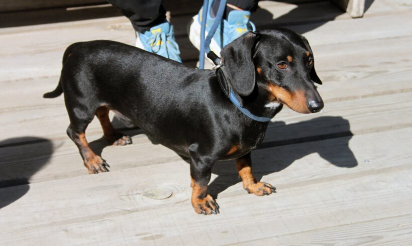 Zaya ♥ vorreserviert in Ungarn ♥