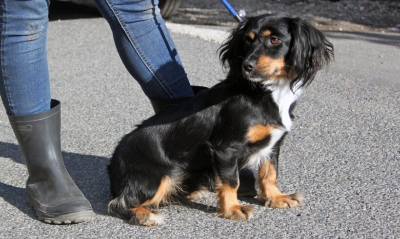 Penelope +++vorreserviert+++