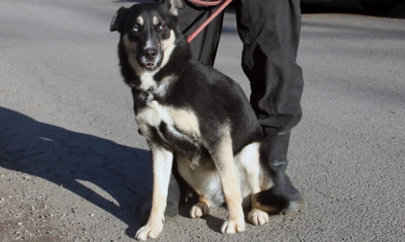 Mimo ♥ vorreserviert für Nothilfe für Hunde in Österreich ♥