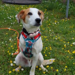 Unsere Pflegestellenhunde in Deutschland wünschen sich endlich ein liebes Zuhause!