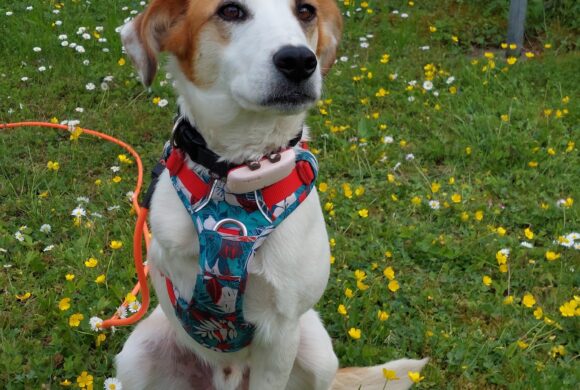 Unsere Pflegestellenhunde in Deutschland wünschen sich endlich ein liebes Zuhause!