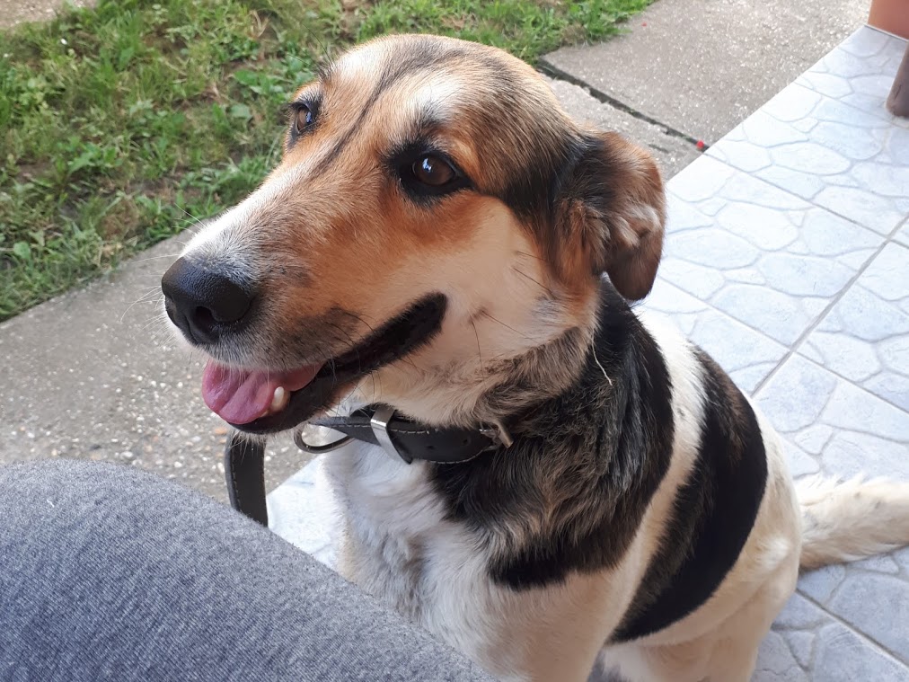 Lara auf PS Bochum — Tierheimleben in Not