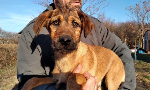 Sanyi ♥vermittelt♥▲ auf PS 47441 Moers