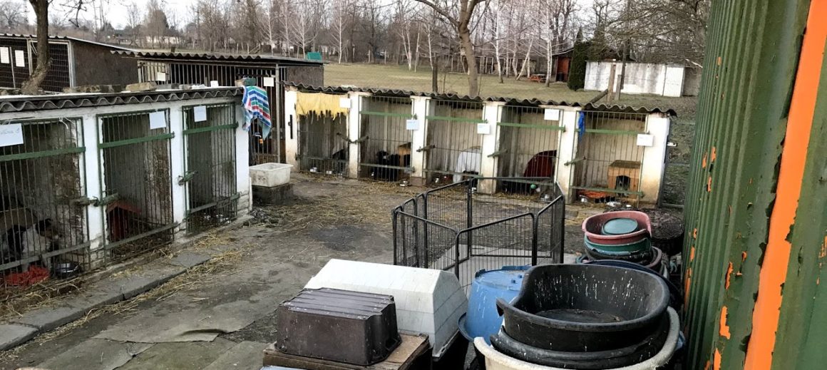 Tötungsstation Dombovar – Besuch Februar 2019