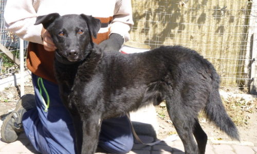 Janu ♥vermittelt♥